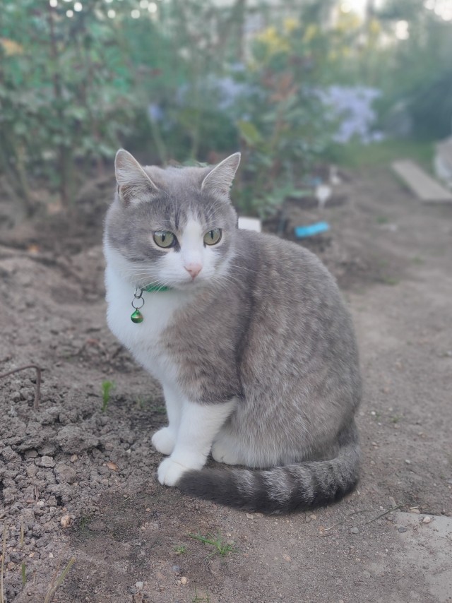 Мордатость