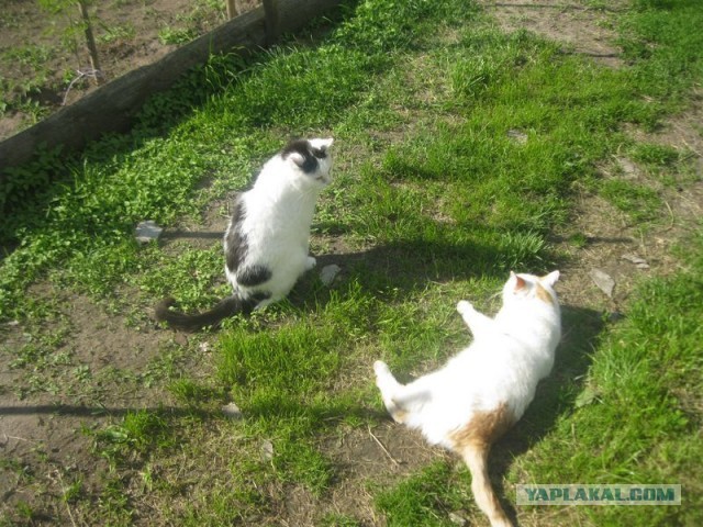 Жизнь домашнего приюта для котеек 399