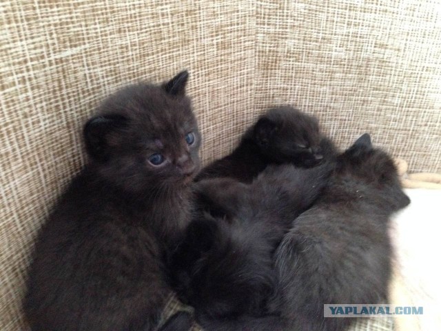 Тьма, пришедшая со Средиземного моря, накрыла...⁠⁠