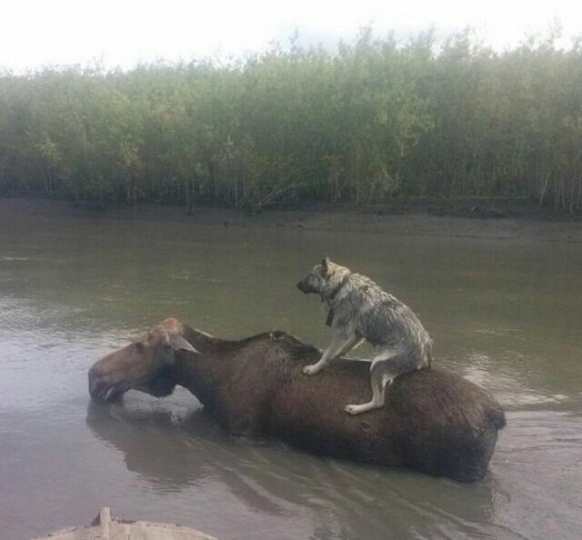 Фотографии в реальность которых поверишь не сразу