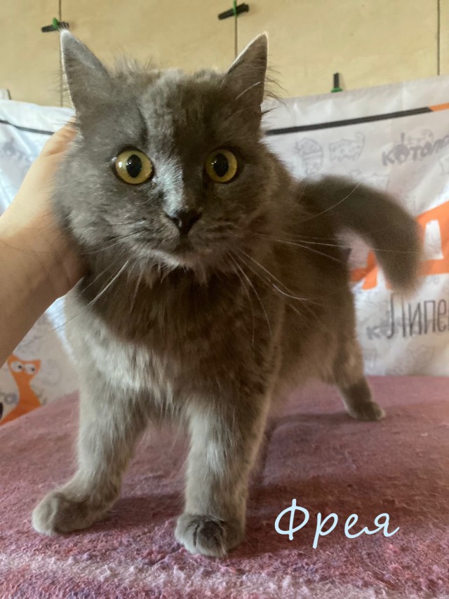 Жизнь домашнего приюта "Котоленд" 383