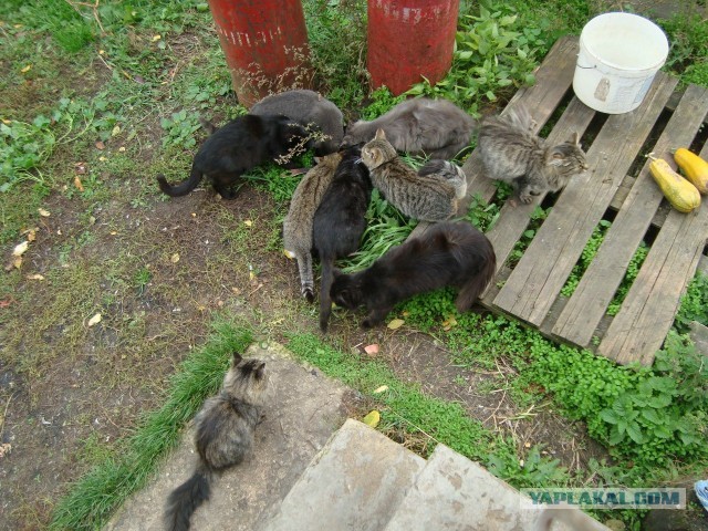 Котовторник 09.04.2013