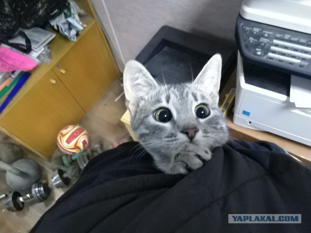 Начинаем котофторник?
