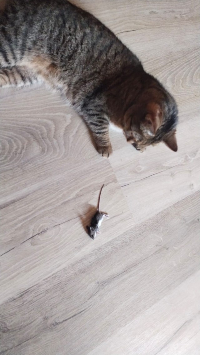 Радистка Кэт.