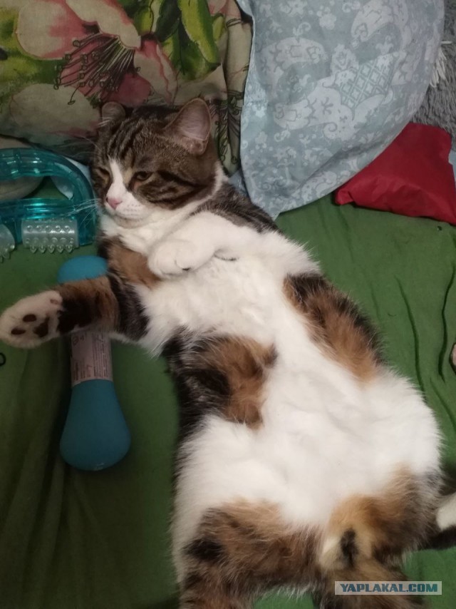 Позы для сна у кошек - что они означают?