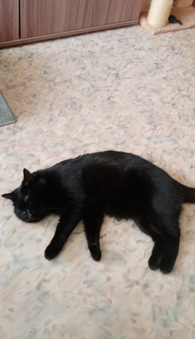 Жизнь домашнего приюта "Котоленд" 435