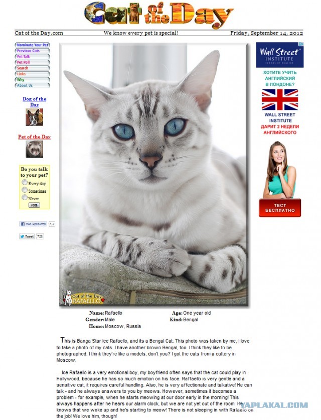 О бенгальских котах на наглядном примере