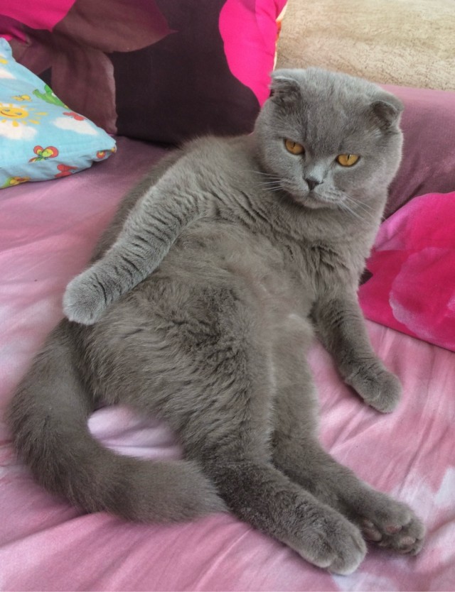 Совпало с котовторником.