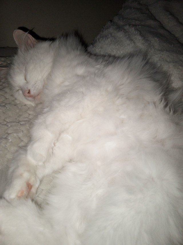 Это что, котовторник?