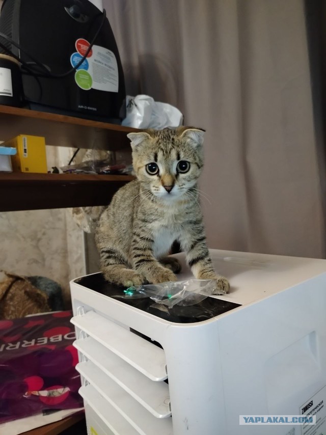 Я не люблю кошек, но...