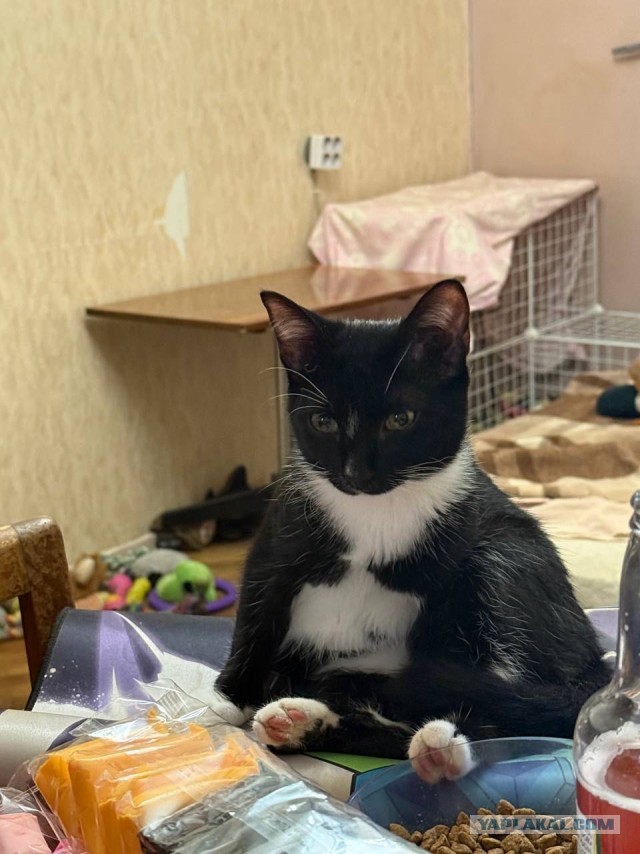 Котопоза