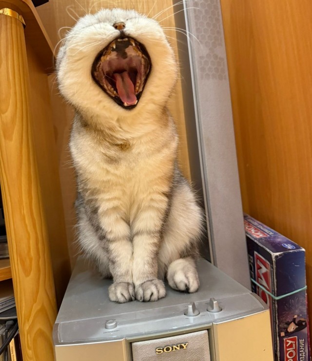 Кошковторник