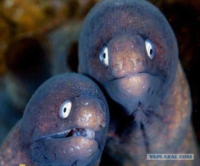 Герои мема "Ебать ты лох" выросли