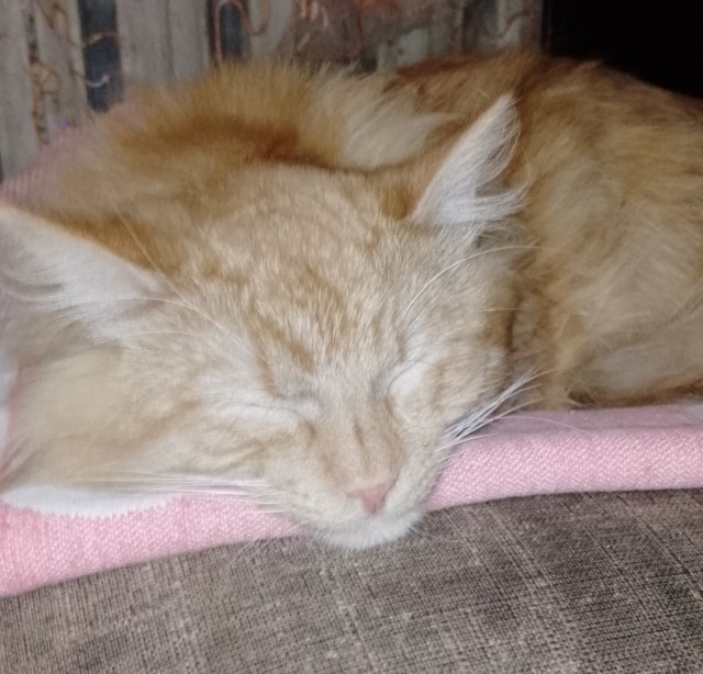 Котов вторник