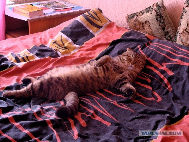 Коты и время