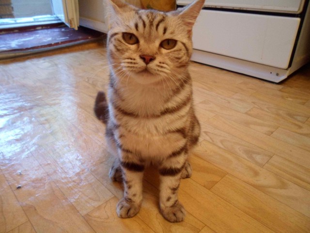 Невыразительные коты