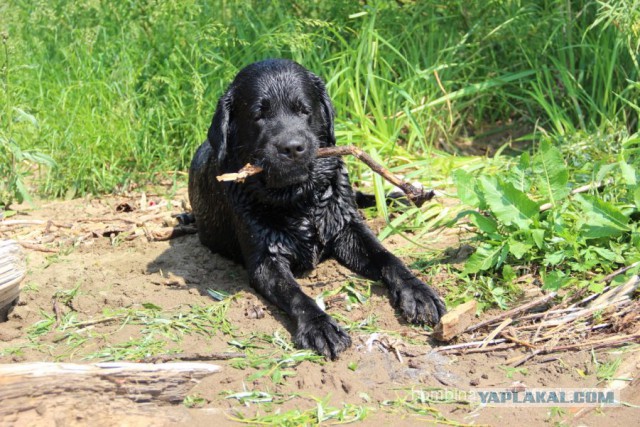 Мой собакен! Овчароид!