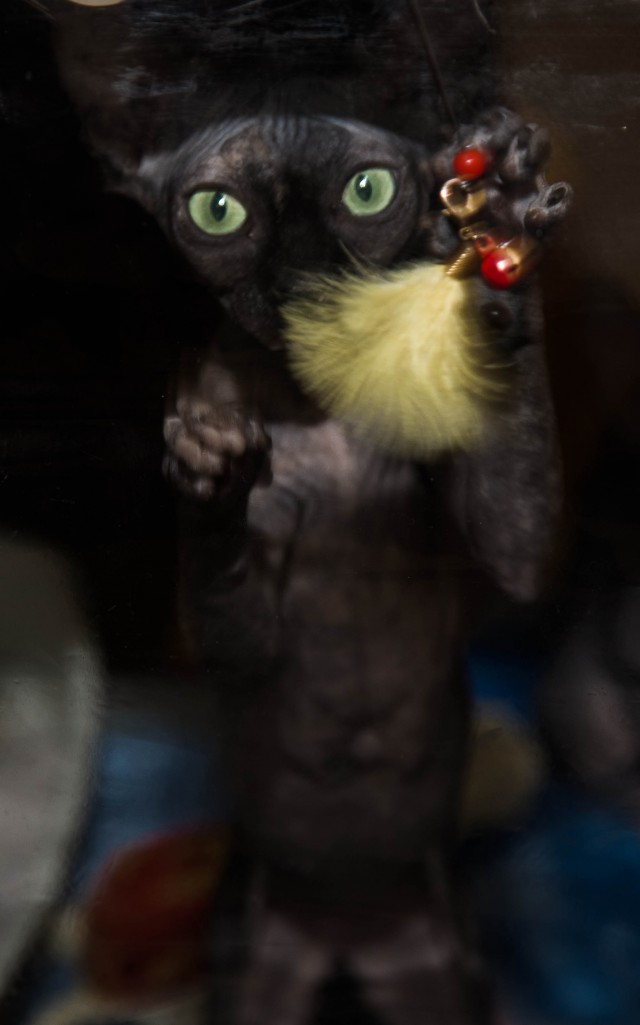 Котофоты - выставка.