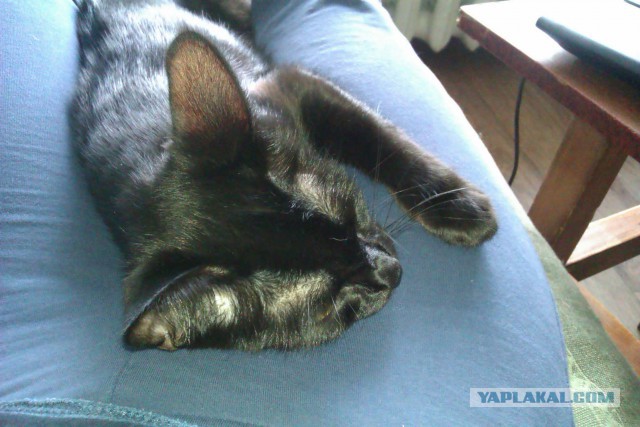 Котовторник 17.06.2014