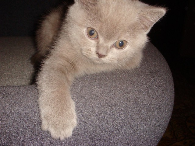 Котовторник 15.07.2014.