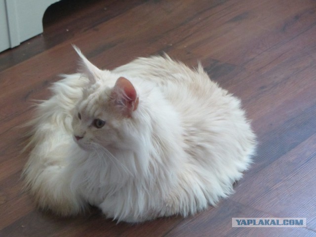 Котовторник 05.08.2014