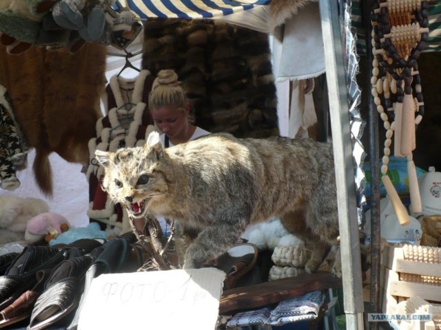 Поездка на Сорочинскую Ярмарку 2011