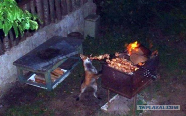 Любите шашлык?