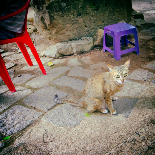 Котовторник 5.05.2015.
