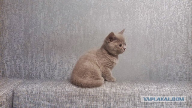 Котовторник