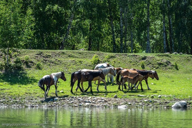 Староверы