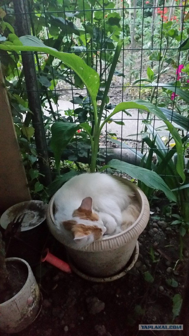 Котофея