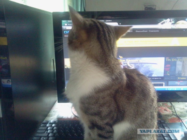 Котовторник 04.08.2015