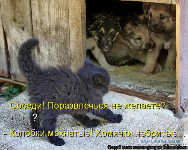 Собаки против котов