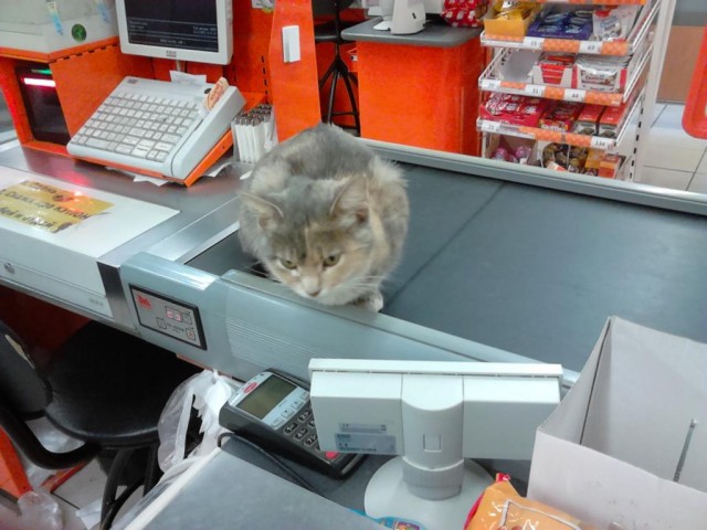 Котовторник