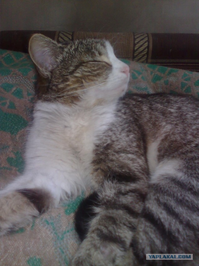 Котовторник 19.04.2016