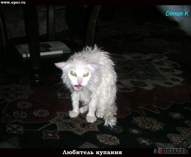 Народный котомет на фторинег