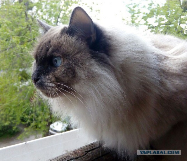 Котовторник 31.05.2016
