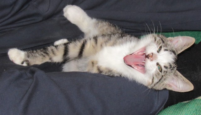 Мой зевающий кот