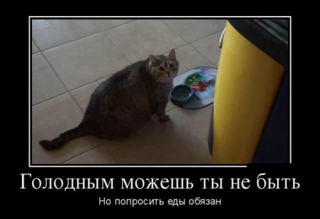 Коты из сети
