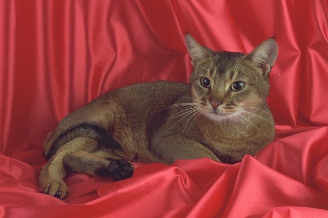 Коты из сети