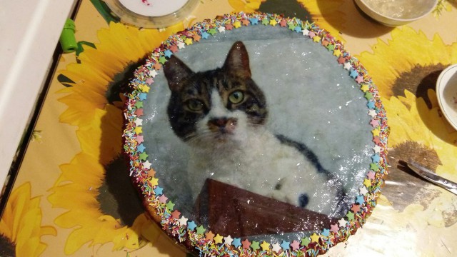 По желанию дочери я испекла пирог с нашим котом