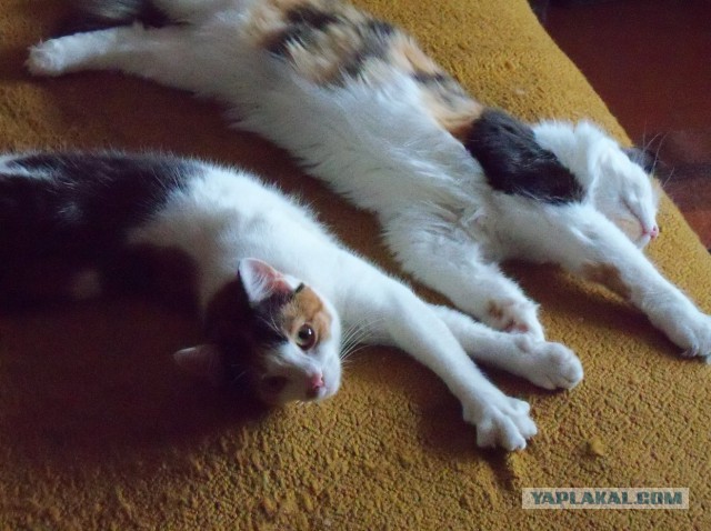 Котовторник 28.02.2017