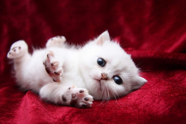 Коты и Кошки