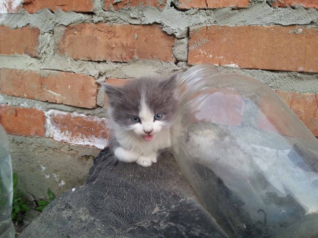 Карьера беженца, который смог.