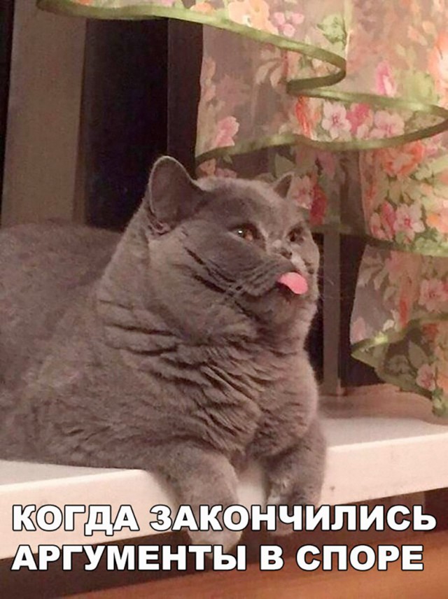 Коты и Кошки