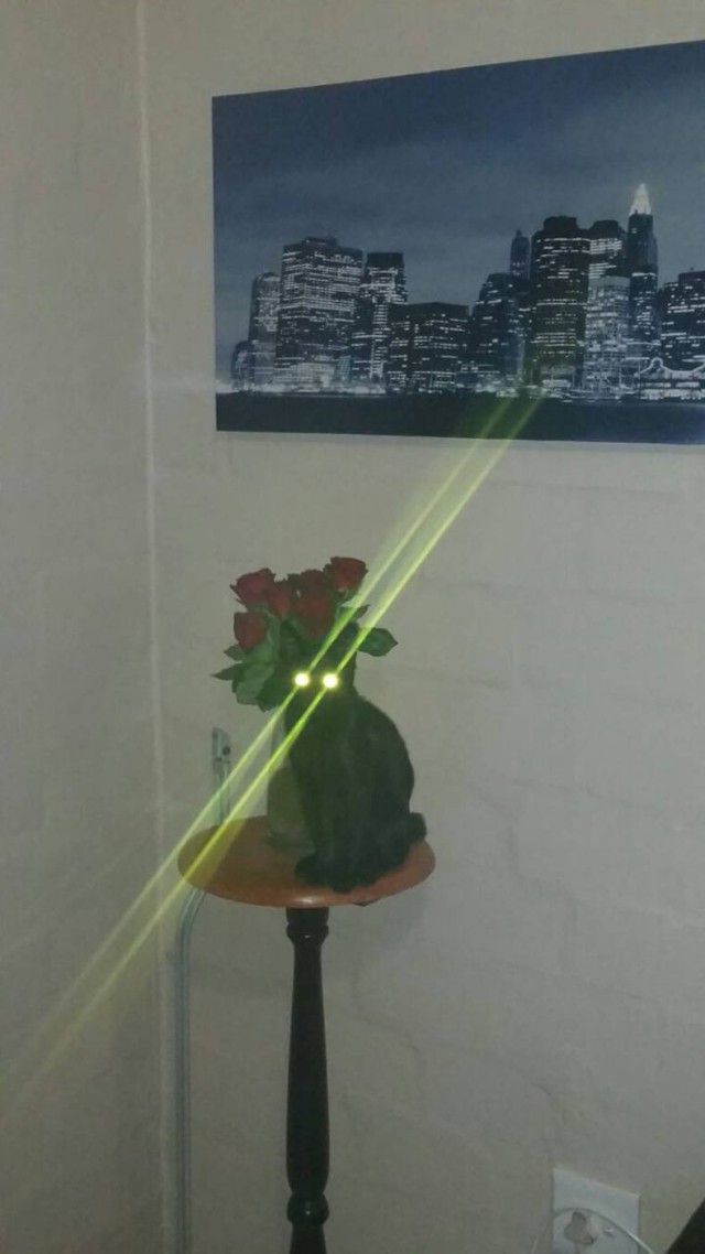 Коты и Кошки