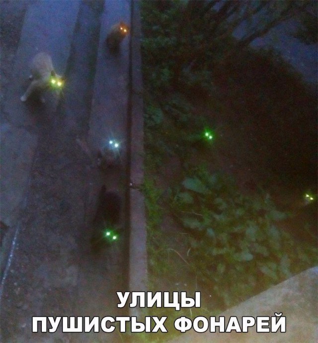 Коты и Кошки