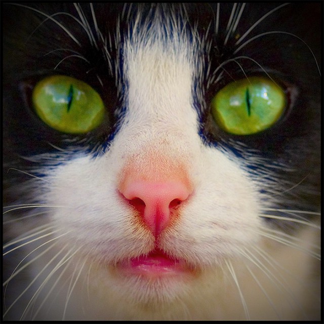 Коты и Кошки