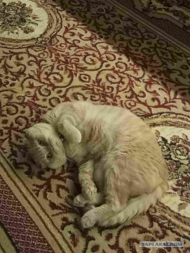 Котовторник  13.02.2018