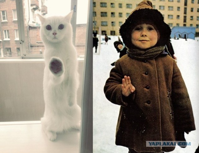 Цой Жив!
